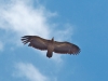 himalayan-griffon-vulture