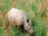 young-rhino-in-chitwan