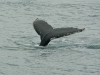 Humped back whale at Husavik