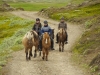 Small but incredibly strong Icelandic horses