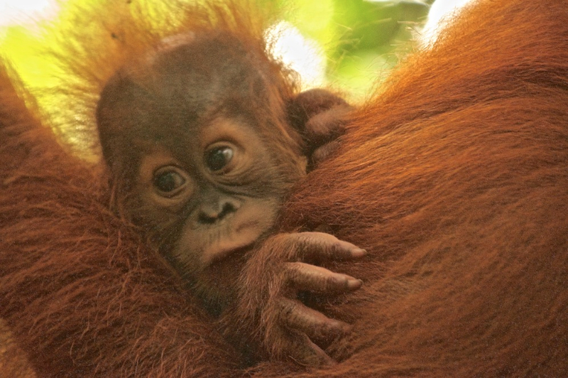 baby-clinging-to-mother