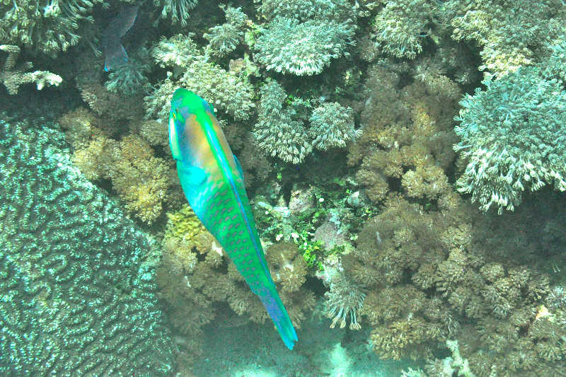 colourful-fish