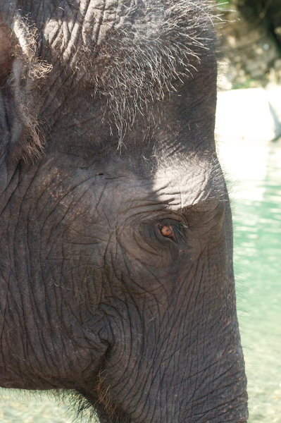 elephant-of-tangkahan