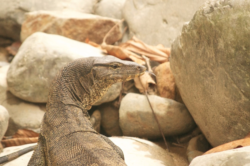 monitor-lizard