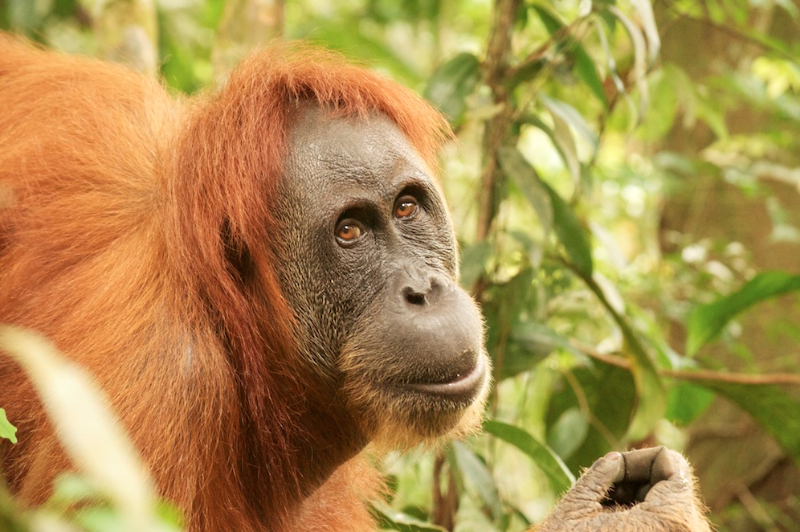 orangutan