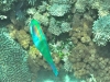 colourful-fish