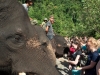 elephant-encounter