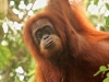 orangutan-of-gunung-leuser-national-park