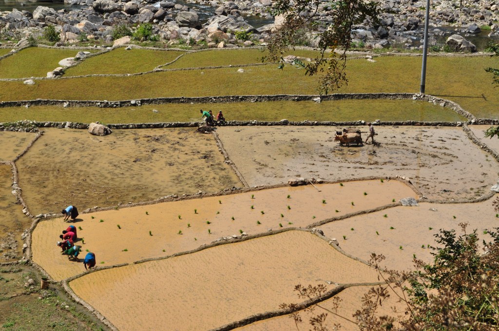 agricultural-hard-labour-on-way-to-manaslu