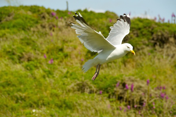 Hungry gull after some lunch