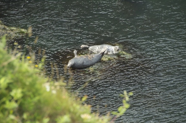 Languishing Grey Seals