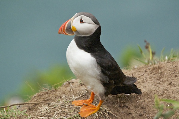 Skomer Island Puffin
