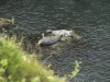 Languishing Grey Seals