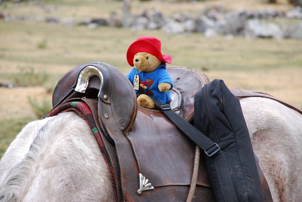 paddingtons-first-trip-home_1024x768