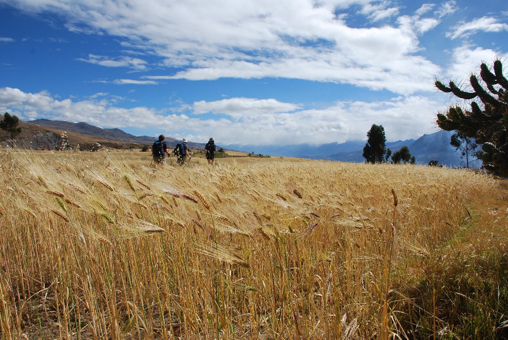 agricultural-landscape-above-huaraz_1024x768