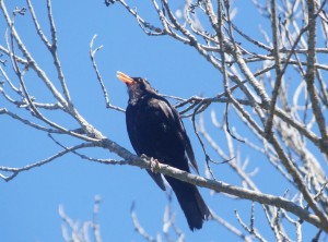 A Tui singing happily