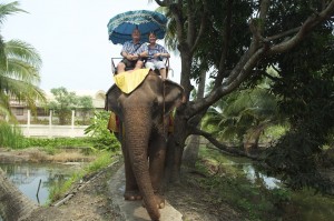 On our elephant