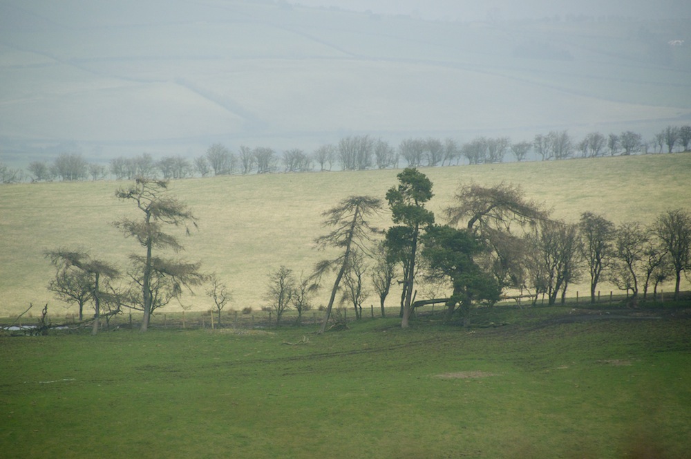 Trees standing out against a sunlit field