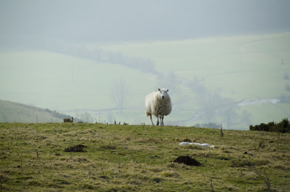 My lunchtime companion