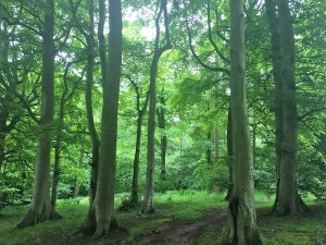 Beautiful beech woodland
