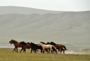Horses run free in the open country