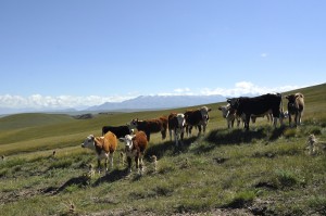 Cattle, horses, sheep and goats are free to roam where they please