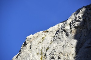 The chamois looks back as it nears the top of the ridge