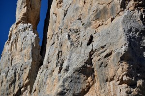 A vulture circles the cliffs on which its unseen chicks sit