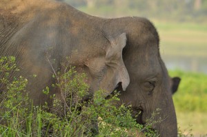 Bonnet causing us to retreat