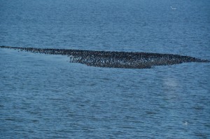 A raft of cormorants