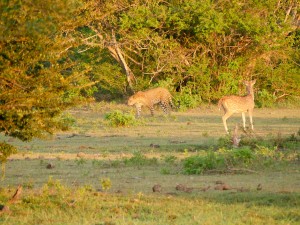 Photo curtesy of David Thomas