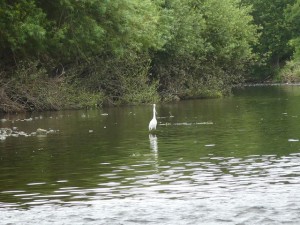 Looking for breakfast (Photo - Claire Cox)