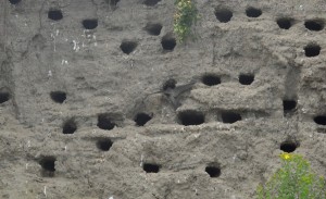 A sand martin delivering to its young