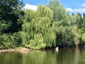 Weeping Willow and swan