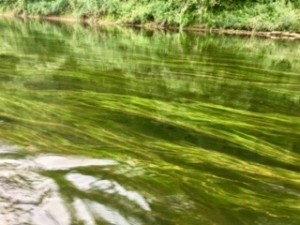 Mesmerising weed drifting in the current