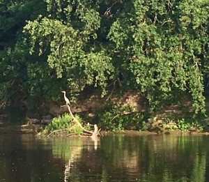 Early morning fishing perch
