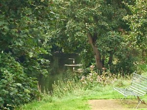 A large white egret fishing
