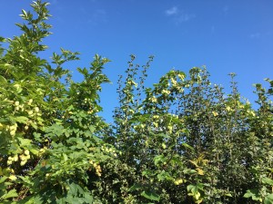 Hops growing wild in the hedgerow
